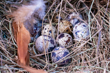 Quail eggs, spotted, brown spots. Quail Nest.