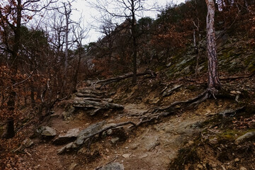 wonderful hiking path with rocks and roots