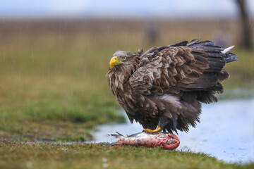 White tailed eagle (Haliaeetus albicilla)