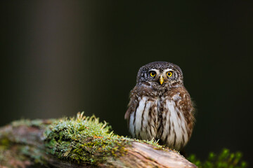 Pygmy owl. Eurasian pygmy owl. Glaucidium passerinum.