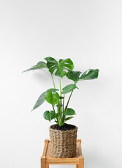 Beautiful monstera on a wooden table in a wicker flower pot isolated on a white background