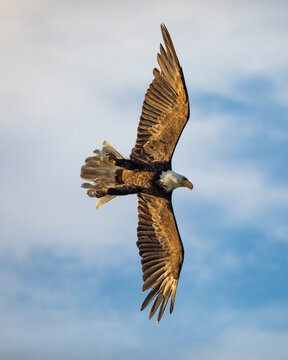 A bald eagle hunting at sunset