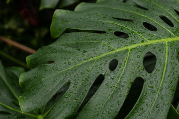 Fototapeta na wymiar leaf with water drops