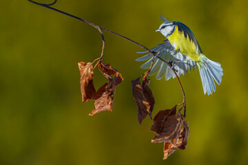 Blue tit (Cyanistes caeruleus) resting in a hornbeam