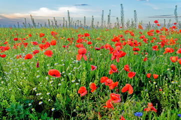 A view of a Poppy field in countryside - Romania
