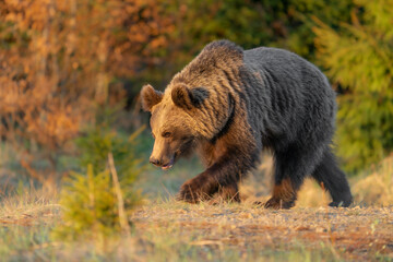 Fototapeta na wymiar Brown bear in Vysoke Tatry mountains in Slovakia - Ursus arctos
