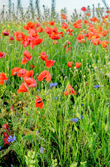 Fototapeta premium A view of a Poppy field in countryside - Romania
