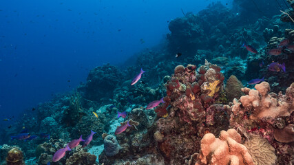 School of Creole Wrasse in coral reef of Caribbean Sea, Curacao