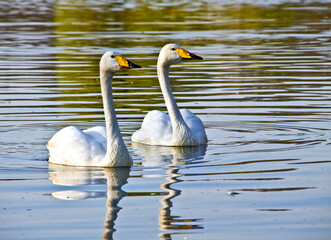 A pair of Bewicks swan swimming  in a pond. - Powered by Adobe