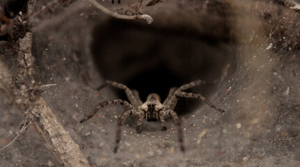 ARAÑA EN SU TELARAÑA