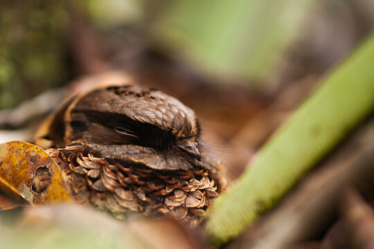 A Very Sleepy Little Owl