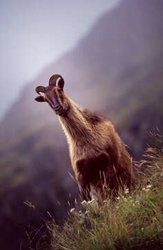 Himalayan Mountain Tahr