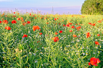 A view of a Poppy field in countryside - Romania