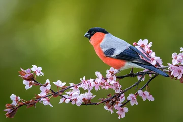Fotobehang Male eurasian bullfinch (Pyrrhula pyrrhula) on a branch with pink flowers on a beautiful day in may. © Ivan