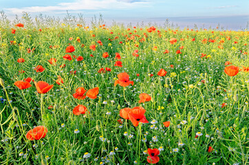 A view of a Poppy field in countryside - Romania