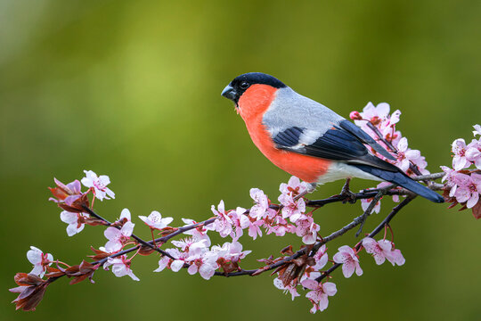 Male eurasian bullfinch (Pyrrhula pyrrhula) on a branch with pink flowers on a beautiful day in may.