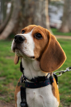 Beagle dog sitting in the park
