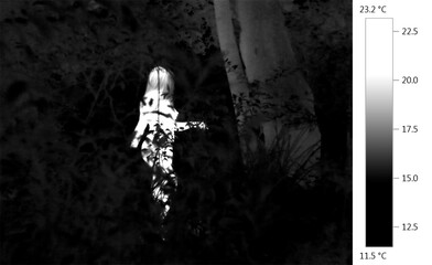 Thermographic thermal heat image of naked nude human forms in nature