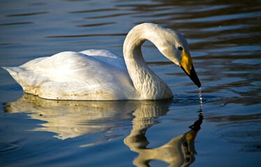 portrait of a Bewicks swan in a pond.