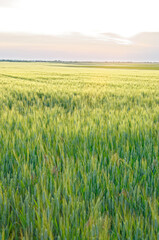 Ripening crop of wheat growing in a field