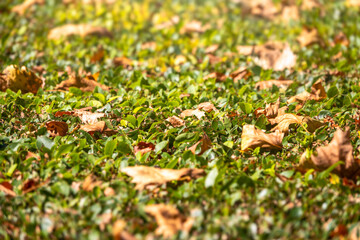 Branches with orange, green and yellow leaves in the autumn park.