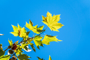 Green Leaves of Pltatanus oreintalis tree on blue sky background