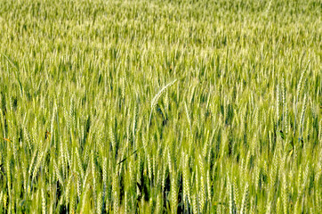Ripening crop of wheat growing in a field