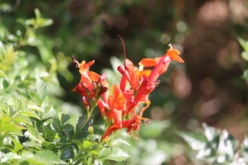 red and yellow flowers