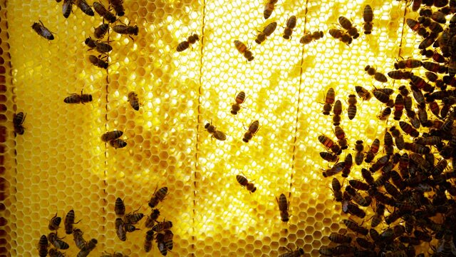 The beekeeper opens the hives and checks the frames with honey.
