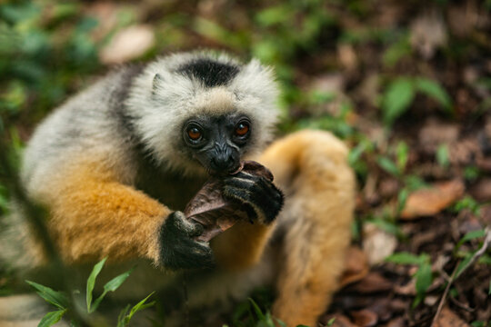 A Beautiful Lemur Looks Towards the Camera