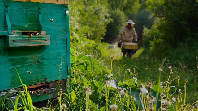 The beekeeper opens the hives and checks the frames with honey.