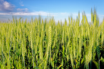 Obraz premium Ripening crop of wheat growing in a field