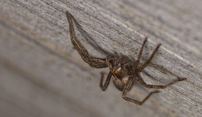 nursery web spider in macro