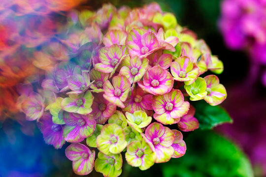Color-shifting hydrangea