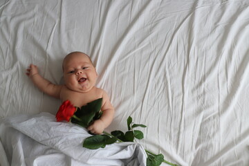 a chubby baby lies on a white bed with a rose in his hand, a real man gentleman with a flower for a postcard