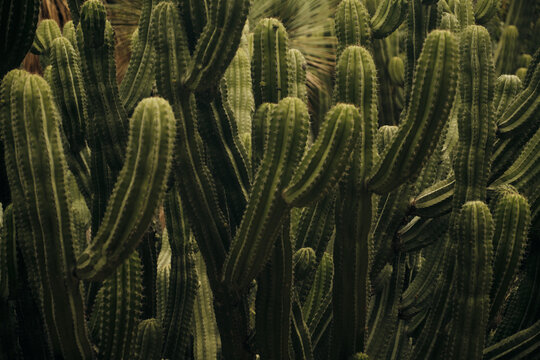 Group of cactus