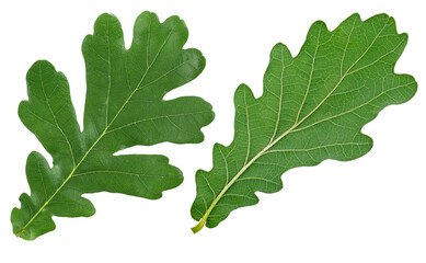 Oak leaves isolated on a white background, top view. Front and back side.