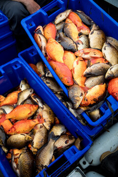 Invasive goldfish collected from a BC lake in a scientific study