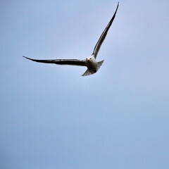 A Seagull in flight