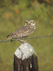 owl on a branch