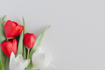 Bright colorful tulips of different colors on a white background, horizontal photo with place for text