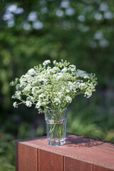 White Wild Parsley In Vase