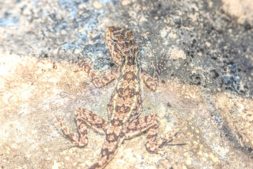 FEMALE South Indian Rock Agama, Psammophilus dorsalis