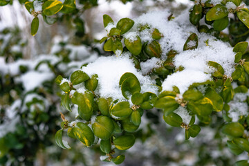 Green plants leaves under snow up closeup