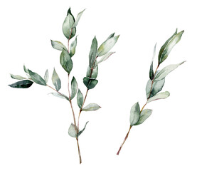 Watercolor floral set of eucalyptus branches, leaves and seeds. Hand painted silver dollar eucalyptus isolated on white background. Illustration for design, print, fabric or background.