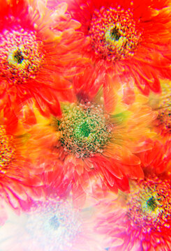 Orange-red Gerbera flowers