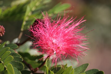 flower of a Calliandra Powderpuff