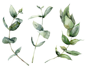 Watercolor floral set of eucalyptus branches, seeds and leaves. Hand painted silver dollar eucalyptus isolated on white background. Illustration for design, print, fabric or background.