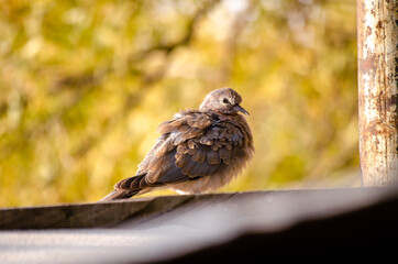 Perching bird