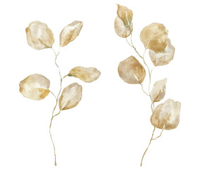 Watercolor floral set of gold eucalyptus branches, seeds and leaves. Hand painted silver dollar eucalyptus isolated on white background. Illustration for design, print, fabric or background. © yuliya_derbisheva